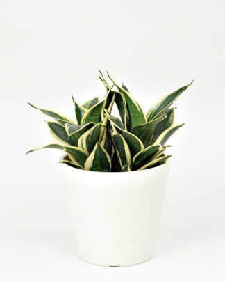 Sansevieria Hahnii Black Gold