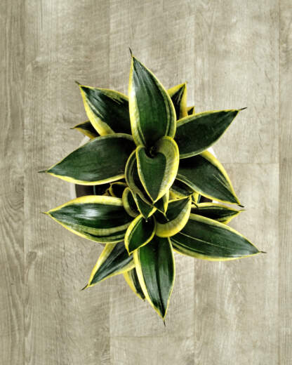 Sansevieria Hahnii Black Gold