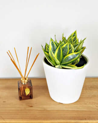 Sansevieria Hahnii Golden