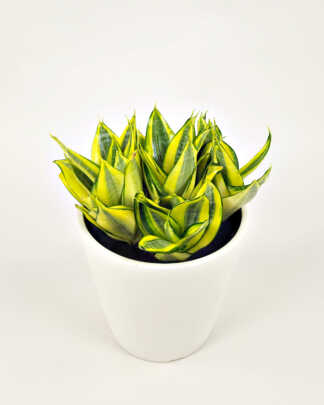 Sansevieria Hahnii Golden