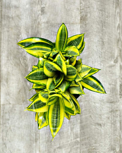 Sansevieria Hahnii Golden