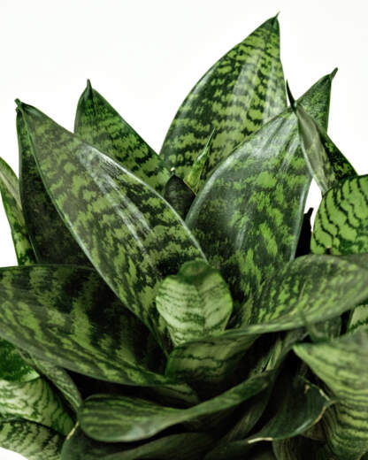 Sansevieria Hahnii Green