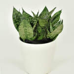 Sansevieria Hahnii Green