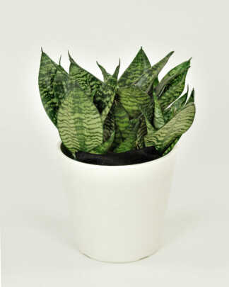 Sansevieria Hahnii Green