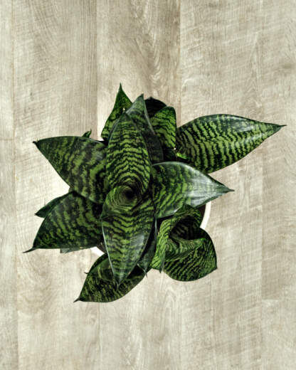 Sansevieria Hahnii Green