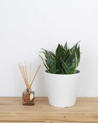 Sansevieria Hahnii Honey Bunny
