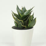 Sansevieria Hahnii Honey Bunny