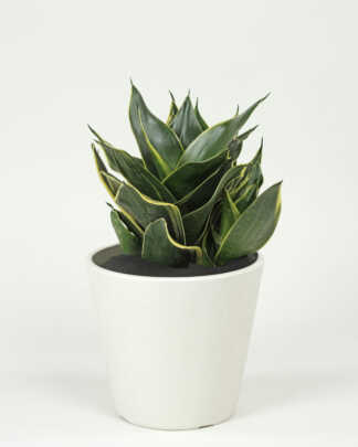 Sansevieria Hahnii Honey Bunny