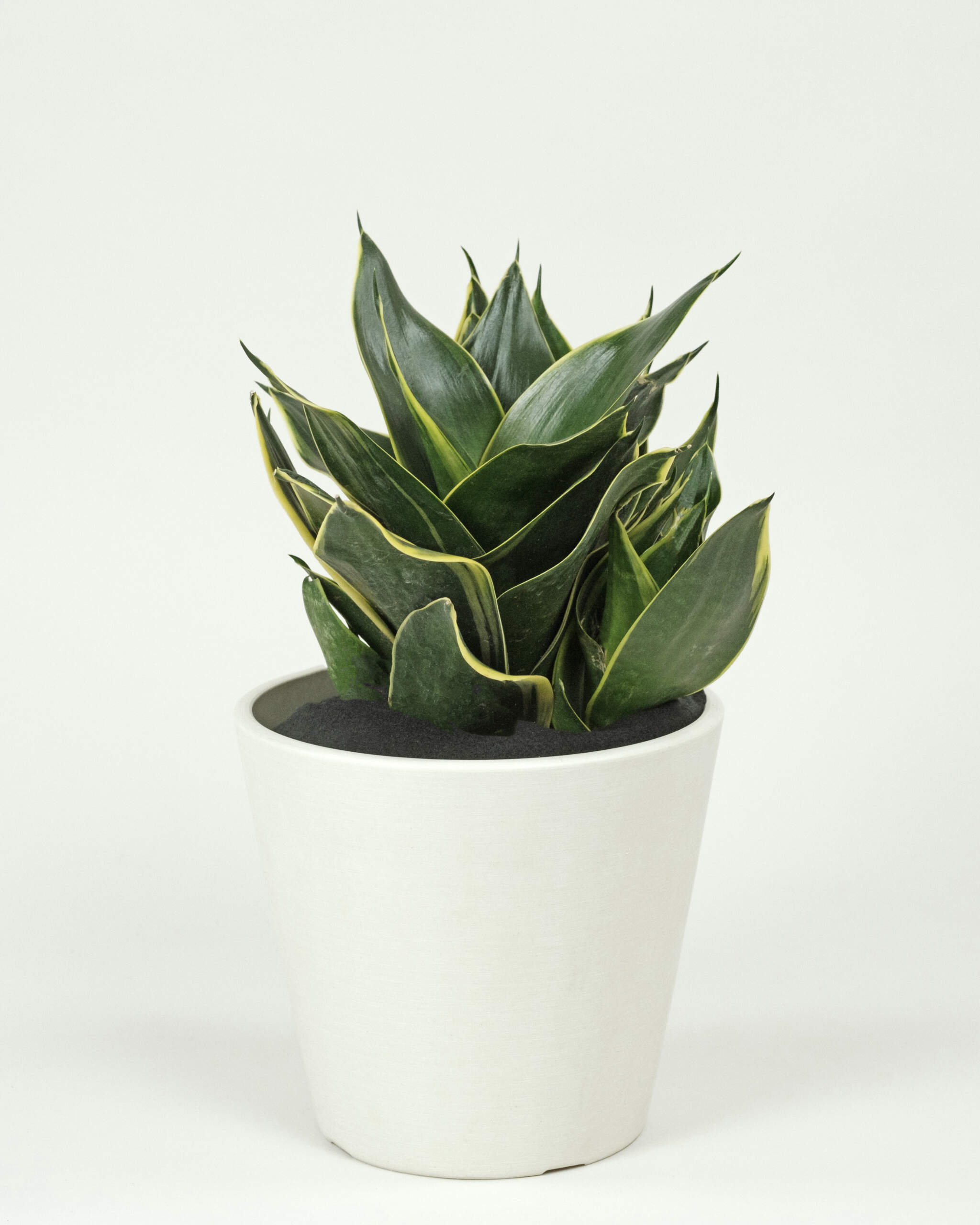 Sansevieria trifasciata 'Hahnii Honey Bunny' | PlantVine
