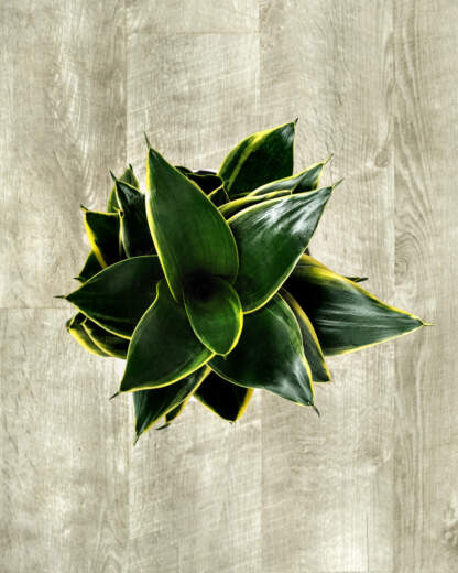 Sansevieria Hahnii Honey Bunny