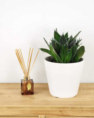 Sansevieria Hahnii Jade