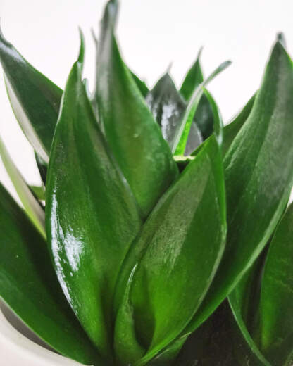 Sansevieria Hahnii Jade