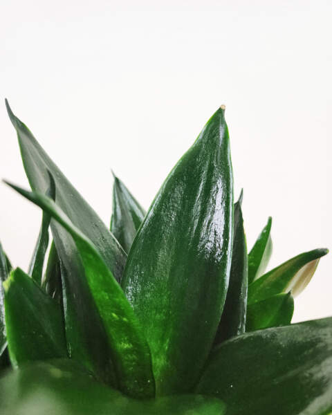 Foliage Foliage