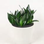 Sansevieria Hahnii Jade 1