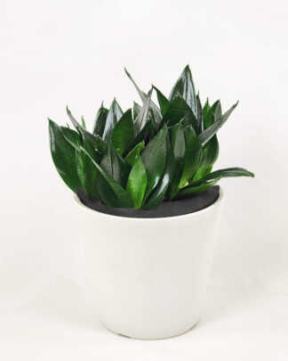Sansevieria Hahnii Jade 1