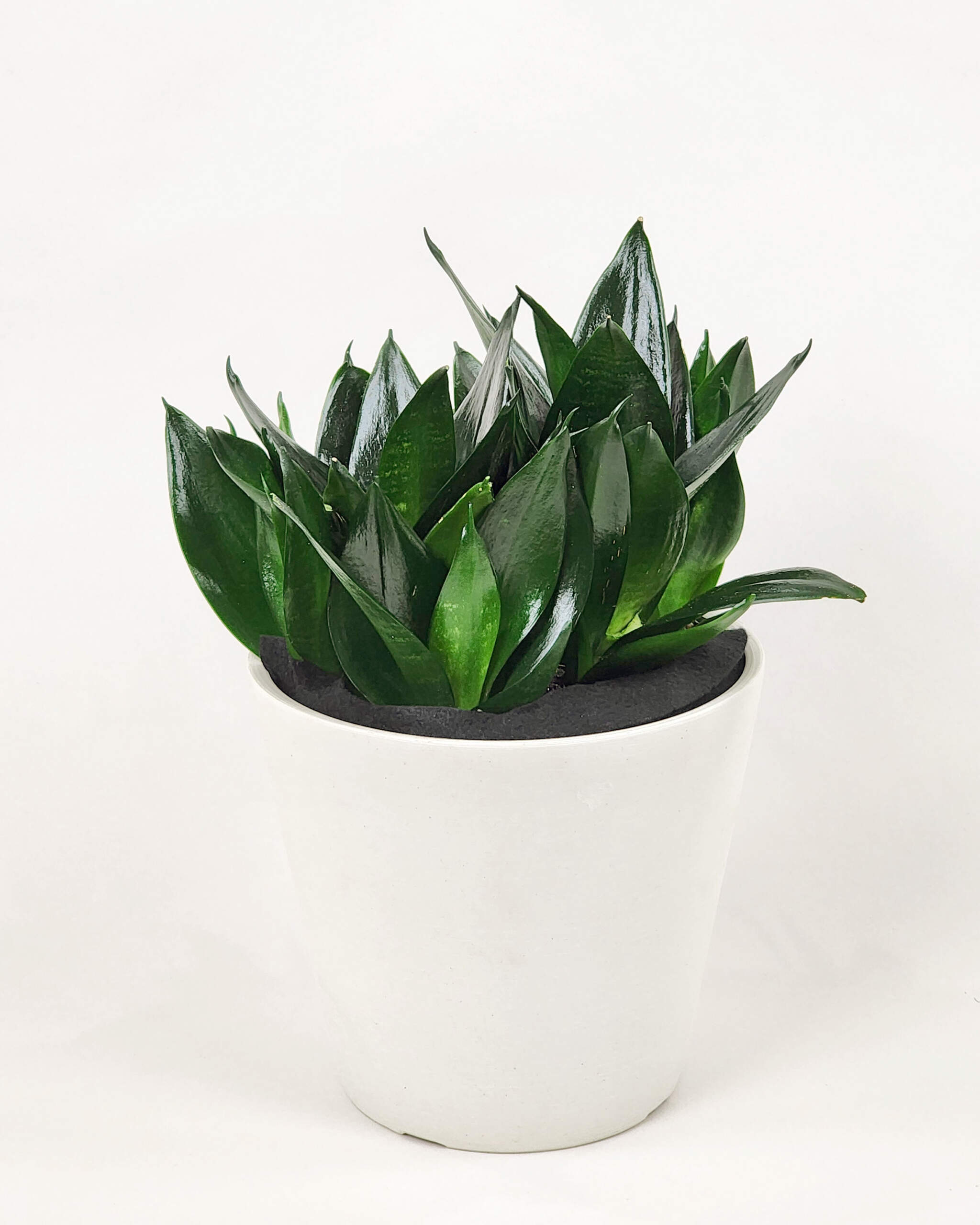 Sansevieria-Hahnii-Jade-1G-