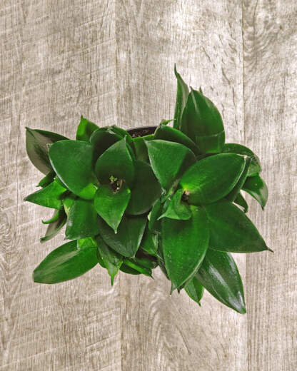 Sansevieria Hahnii Jade