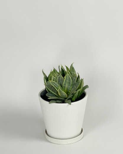 Sansevieria Hahnii Silver Frost