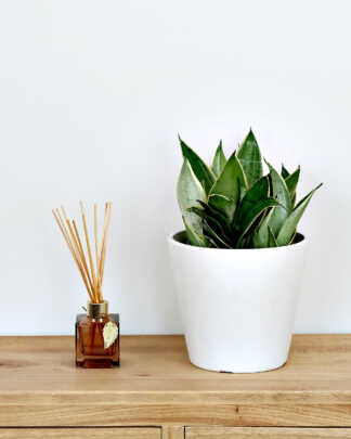 Sansevieria Hahnii Silver Frost