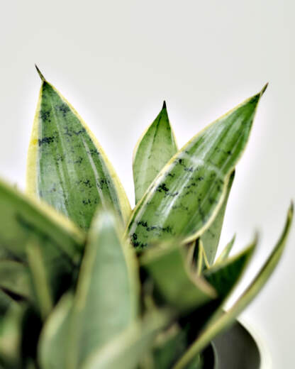 Sansevieria Hahnii Silver Frost
