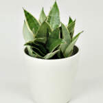 Sansevieria Hahnii Silver Frost