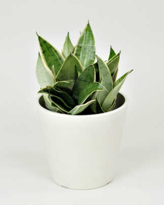 Sansevieria Hahnii Silver Frost