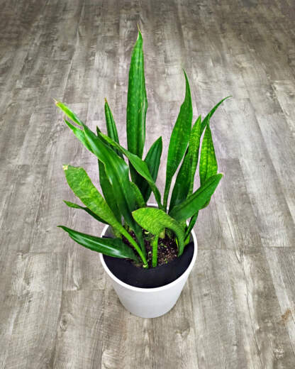 Sansevieria Jaboa