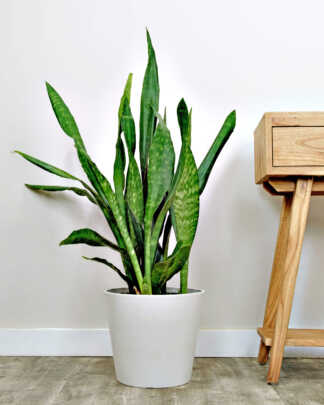 Sansevieria Jaboa