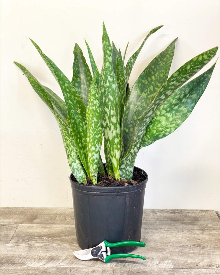 Sansevieria trifasciata ‘Jaboa’, Snake Plant PlantVine