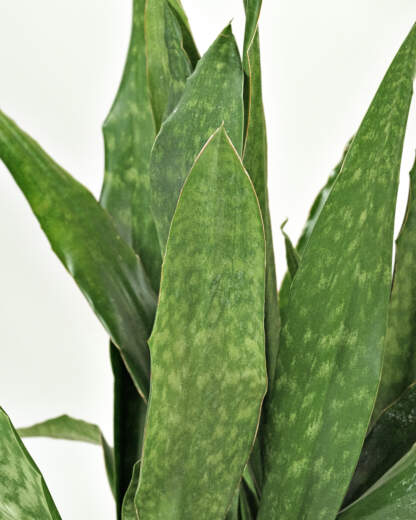 Sansevieria Jaboa