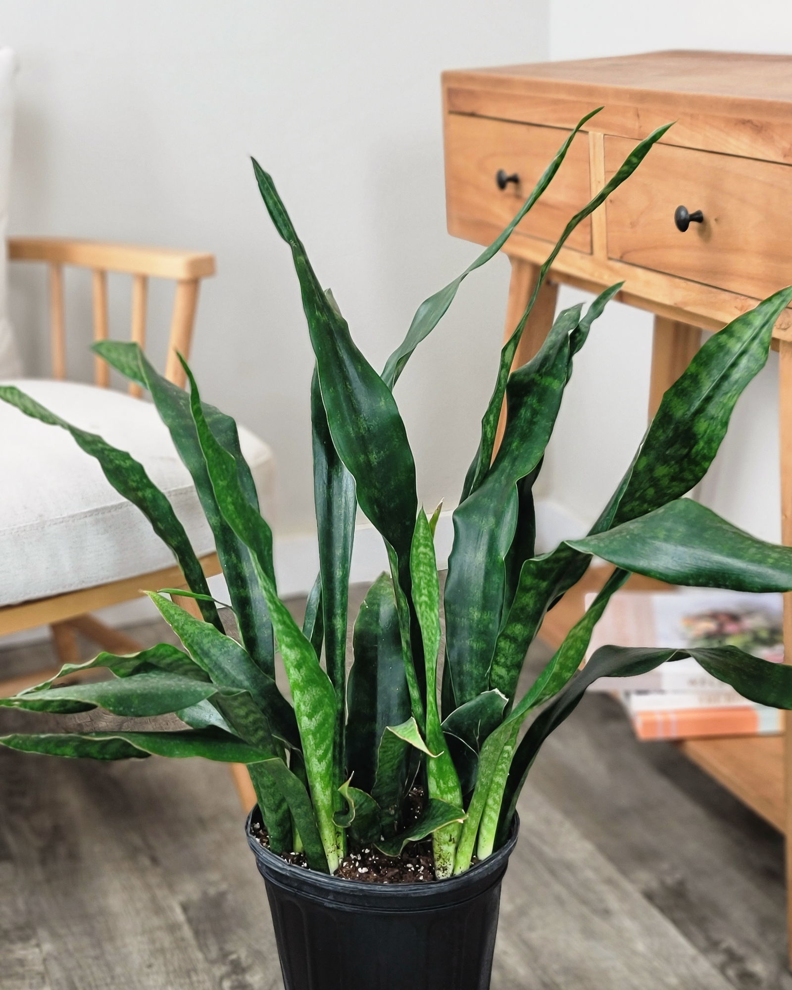 Sansevieria-Jaboa-Main-1.jpg