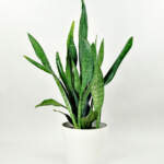 Sansevieria Jaboa