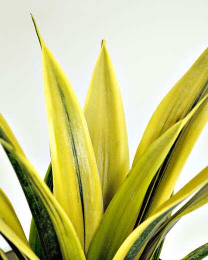 Sansevieria La Rubia