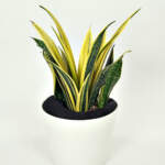 Sansevieria La Rubia