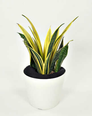 Sansevieria La Rubia