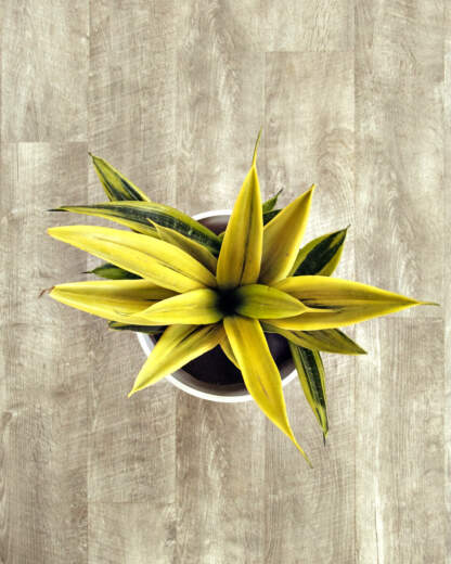 Sansevieria La Rubia