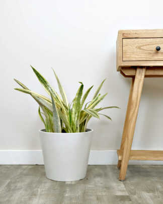 Sansevieria Lauren