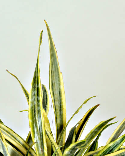 Sansevieria Lauren