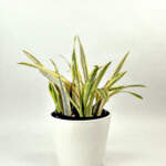 Sansevieria Lauren