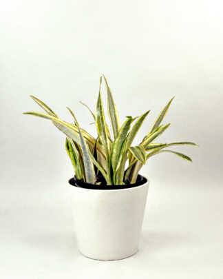 Sansevieria Lauren