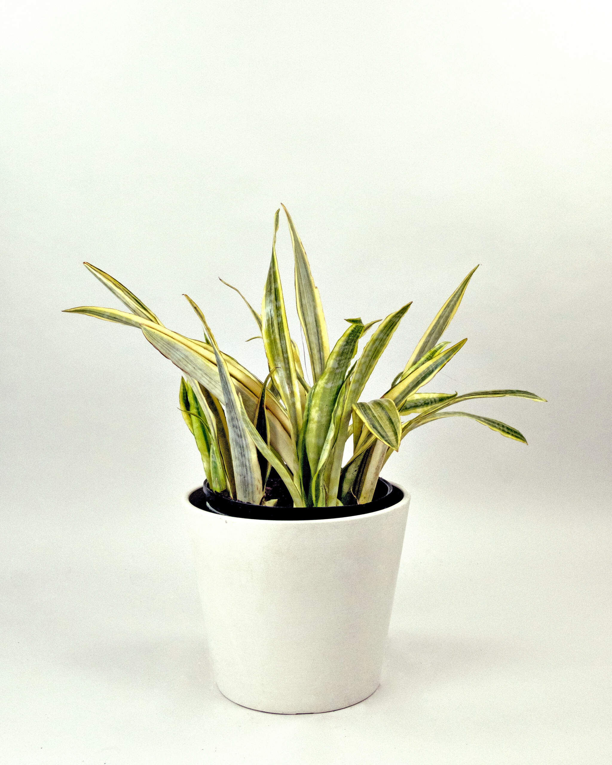 Sansevieria trifasciata Lauren