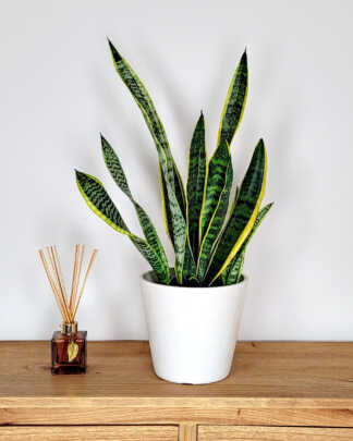 Sansevieria Laurentii