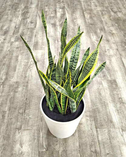 Sansevieria Laurentii