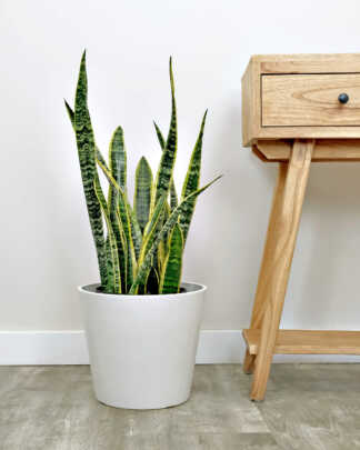 Sansevieria Laurentii