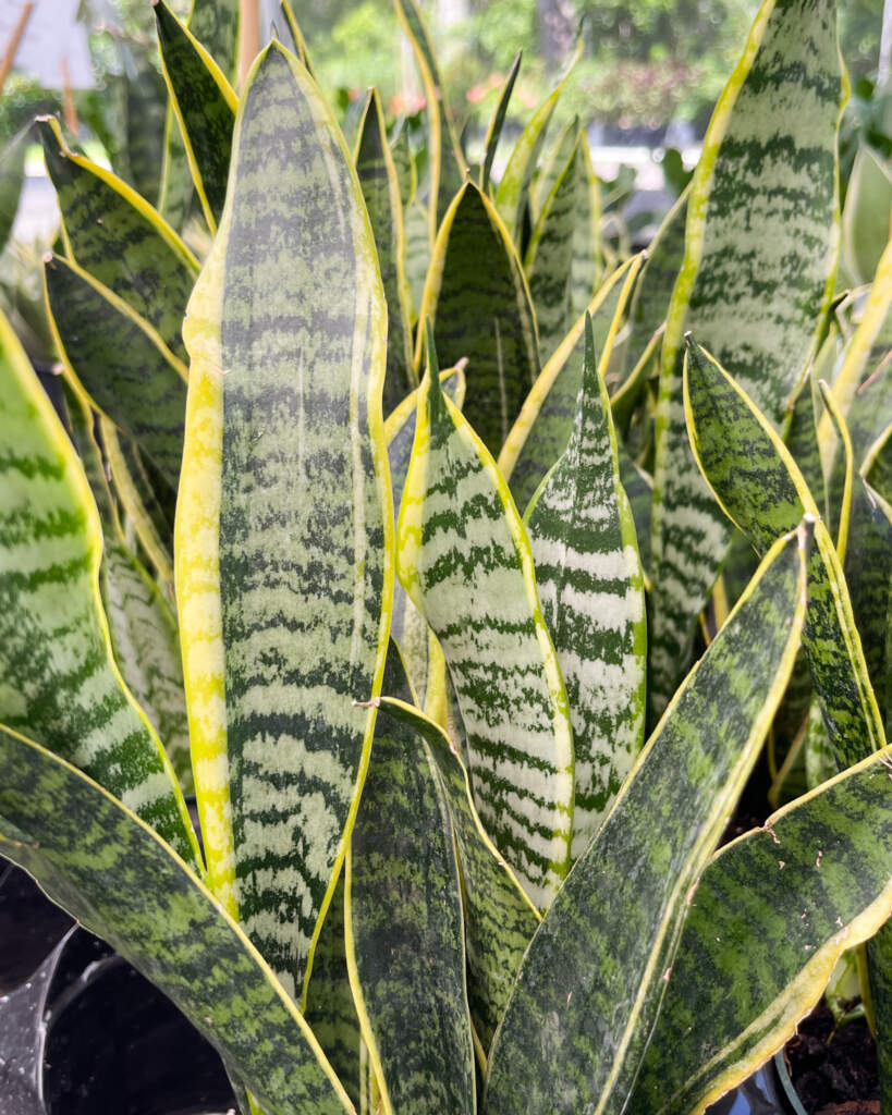 There's a snake in my plants