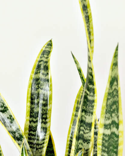 Sansevieria Laurentii