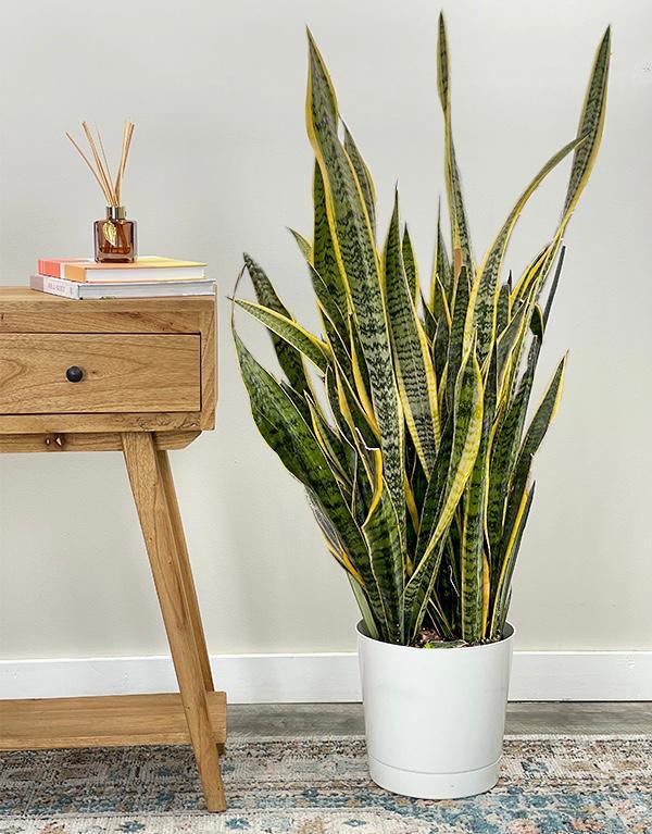 Buy Sansevieria Trifasciata Laurentii Large Snake Plant 53 OFF