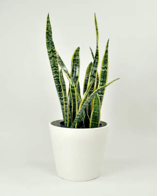 Sansevieria Laurentii