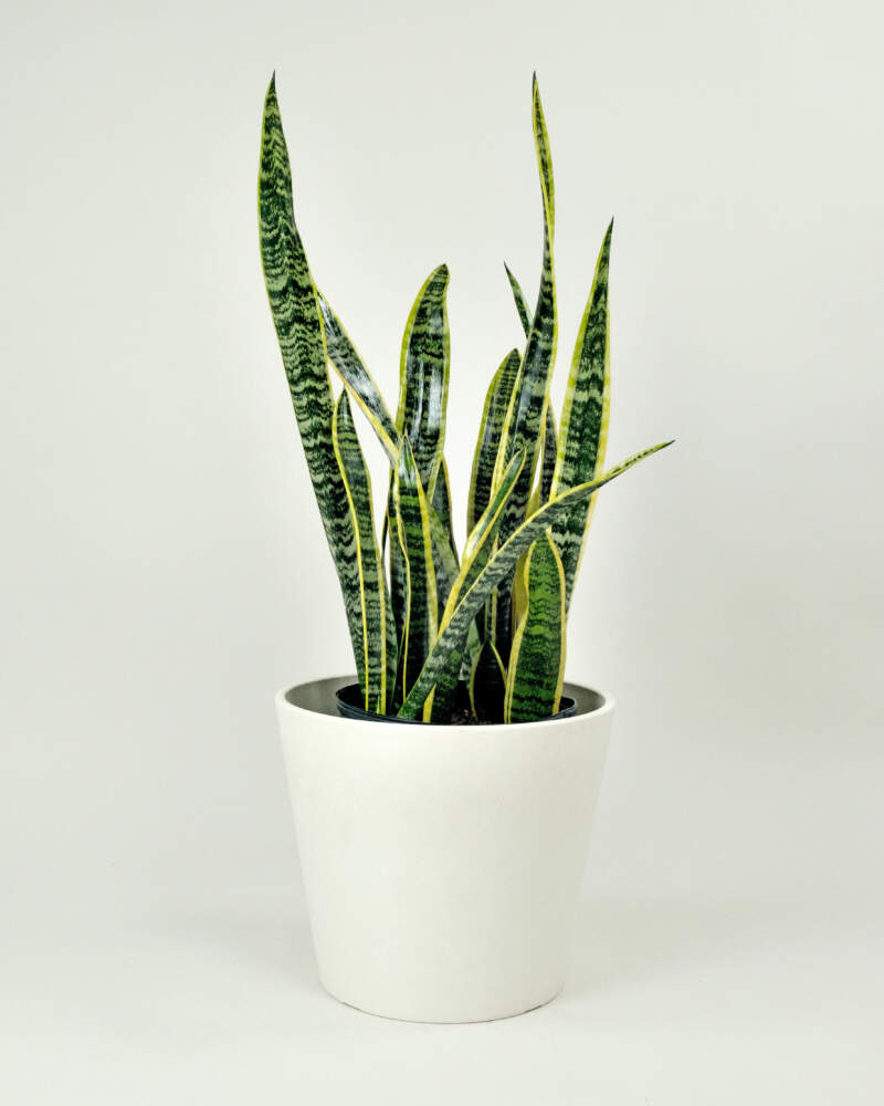 Faux Potted Greenery  Non Toxic Fake Snake Plant