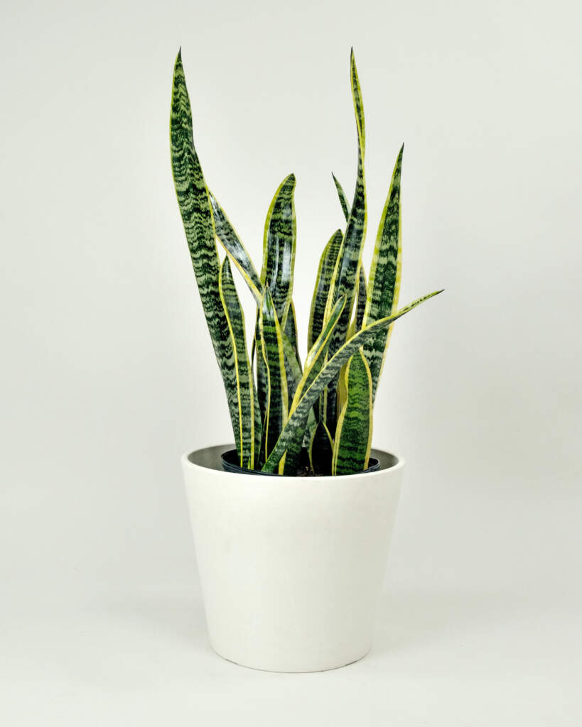 Sansevieria trifasciata 'Laurentii'